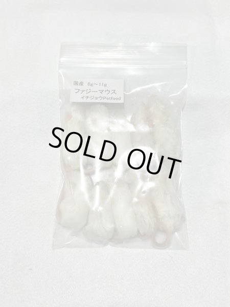 画像1: ファジーマウス　１０匹　国産自社　８ｇ〜１１ｇ (1)