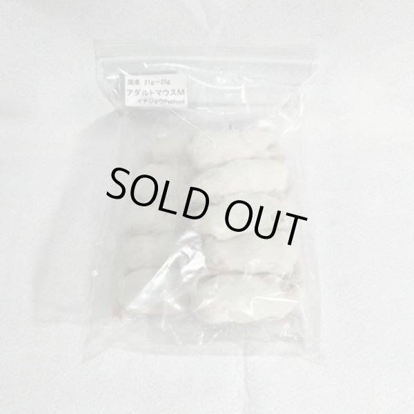 画像1: アダルトマウスＭ　１０匹　国産自社　２１ｇ〜２５g (1)