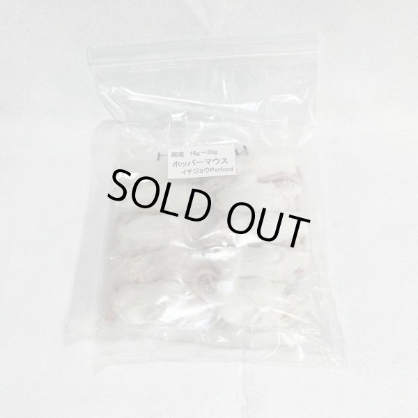 画像1: ホッパーマウス　１０匹　国産自社　１６ｇ〜２０g (1)